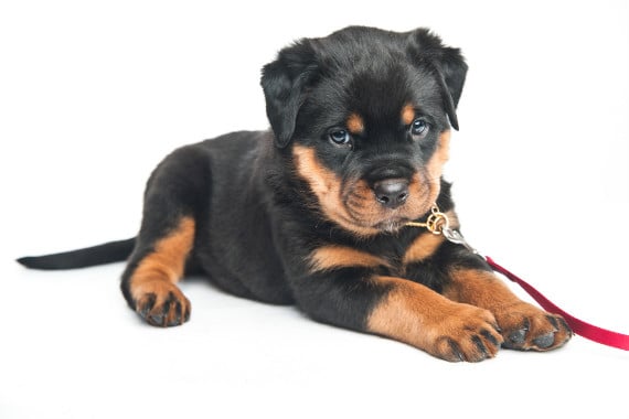 אילוף גור רוטווילר