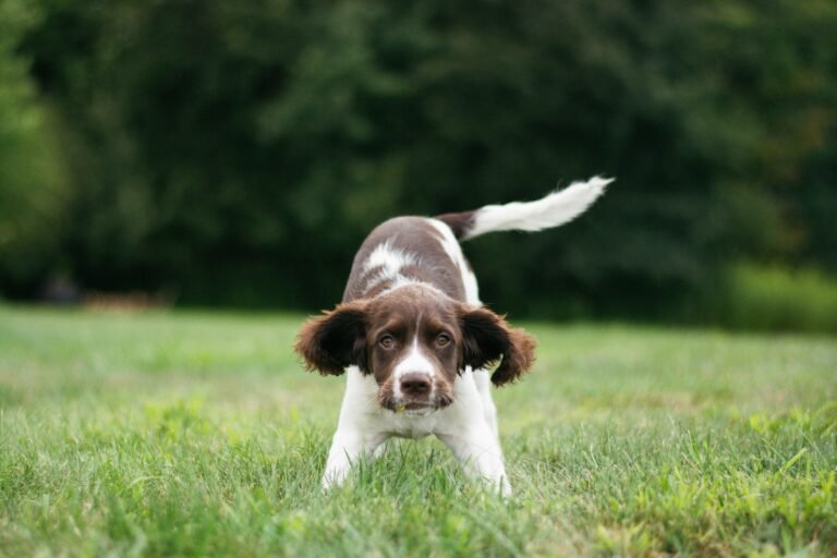 ספרינגר ספניאל