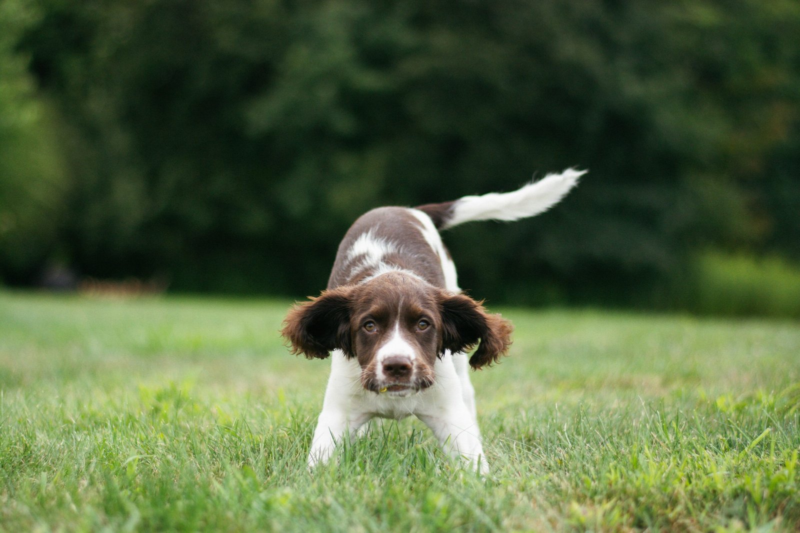 ספרינגר ספניאל