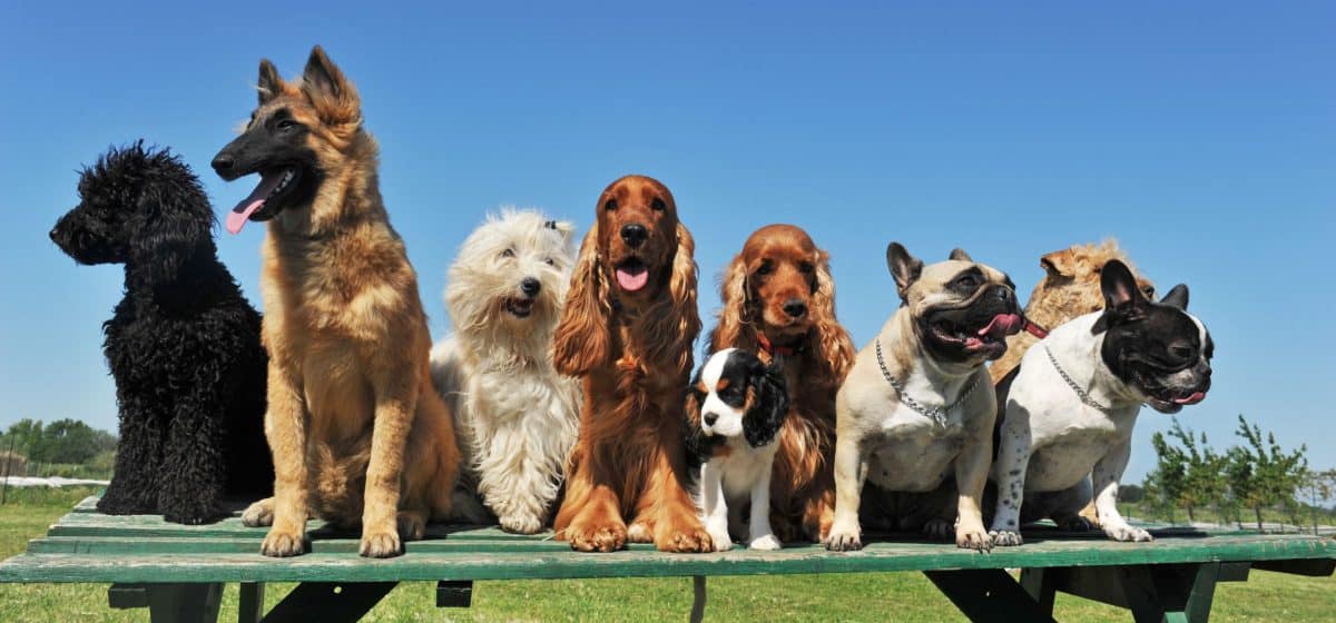 פנסיון ביתי בוטיק